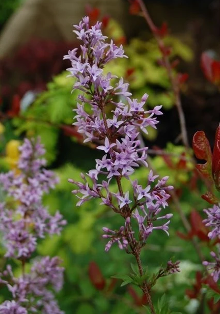 Cutleaf lilac blooms.