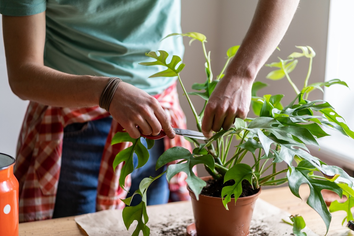 A person uses scissors to prune a small indoor plant.