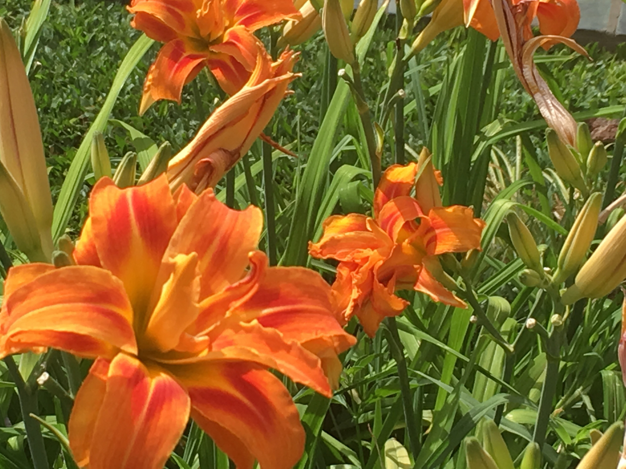 Bright orange daylilies.