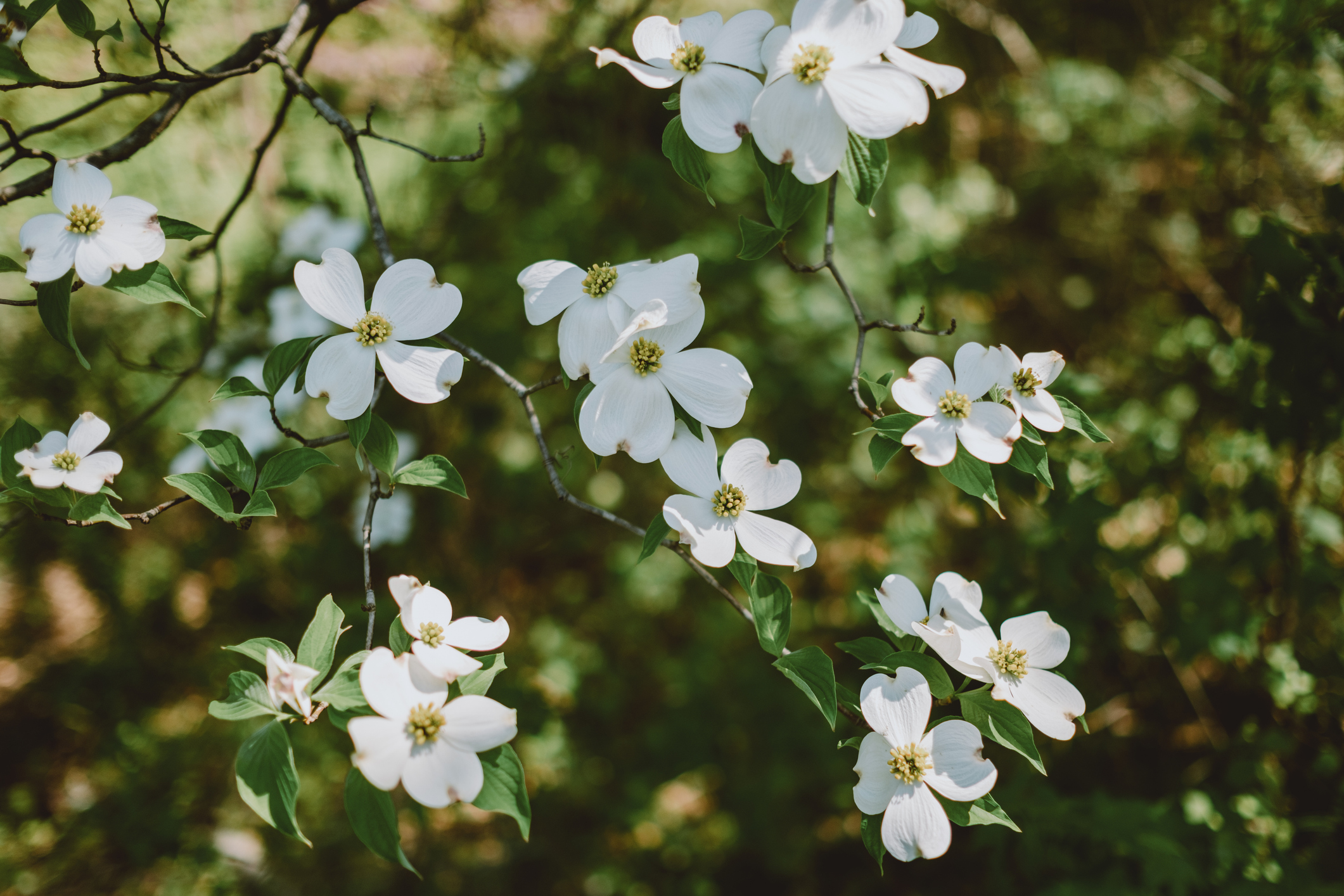 Close-up of a flowering white dogwood in bloom