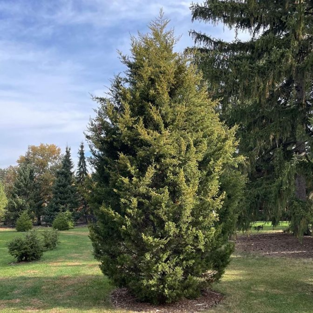 Eastern Red Cedar (Juniperus virginiana)