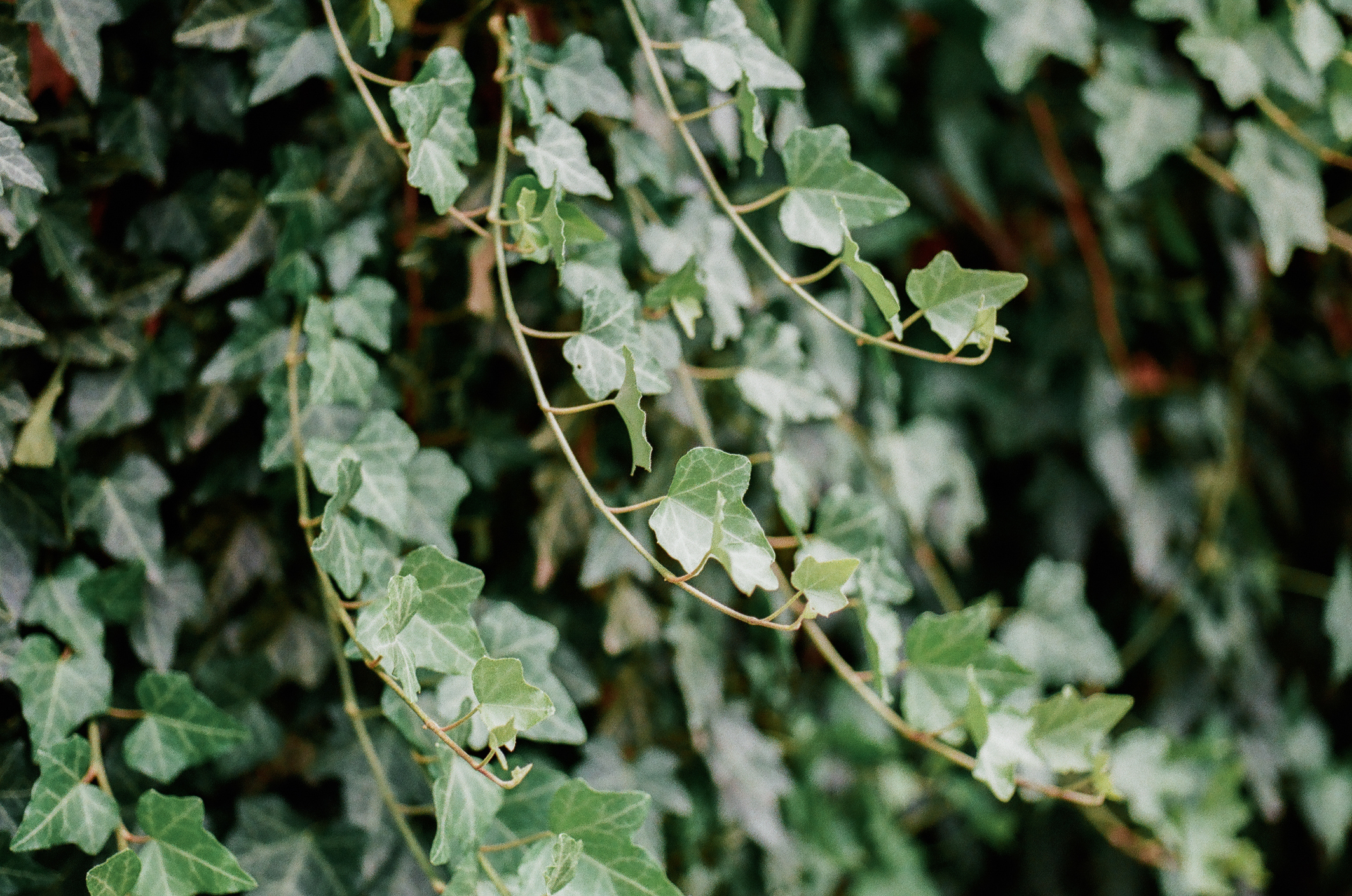 Full frame view of overflowing English ivy