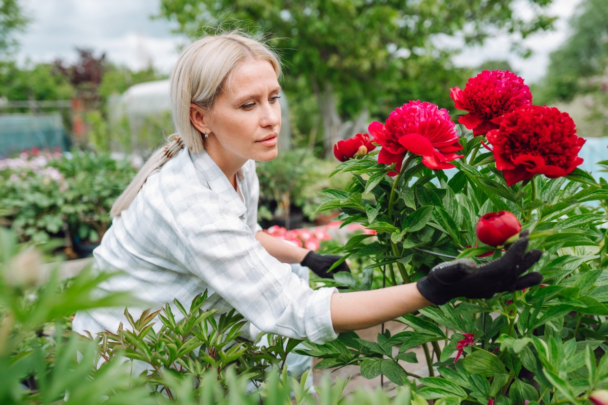 Middle age woman worker in plaid shirt checking growing red peonies in the garden.