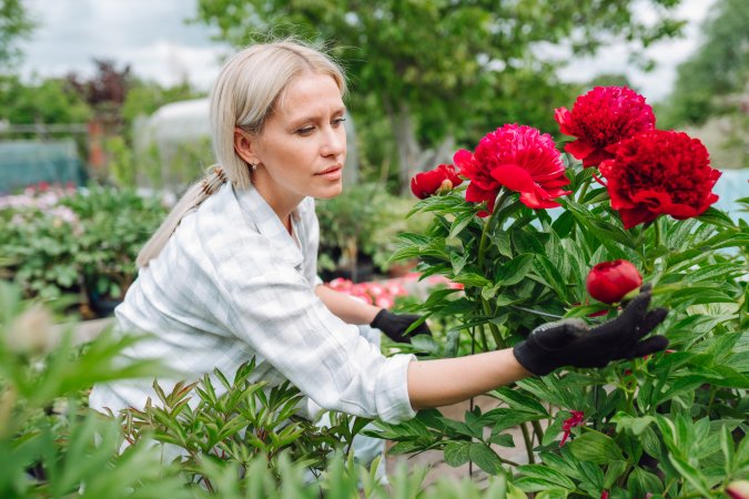 Middle age woman worker in plaid shirt checking growing red peonies in the garden.