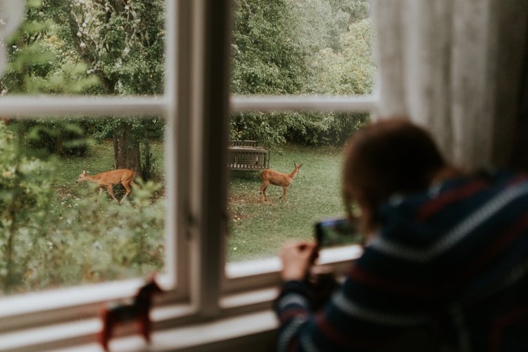 Woman watching wild deer in her backyard through a window.