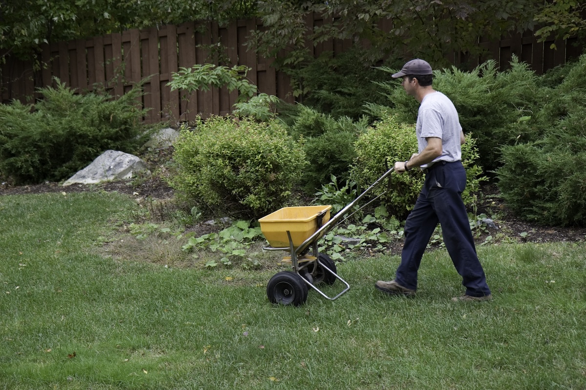 A man uses a yellow fertilizer spreader on his lawn.
