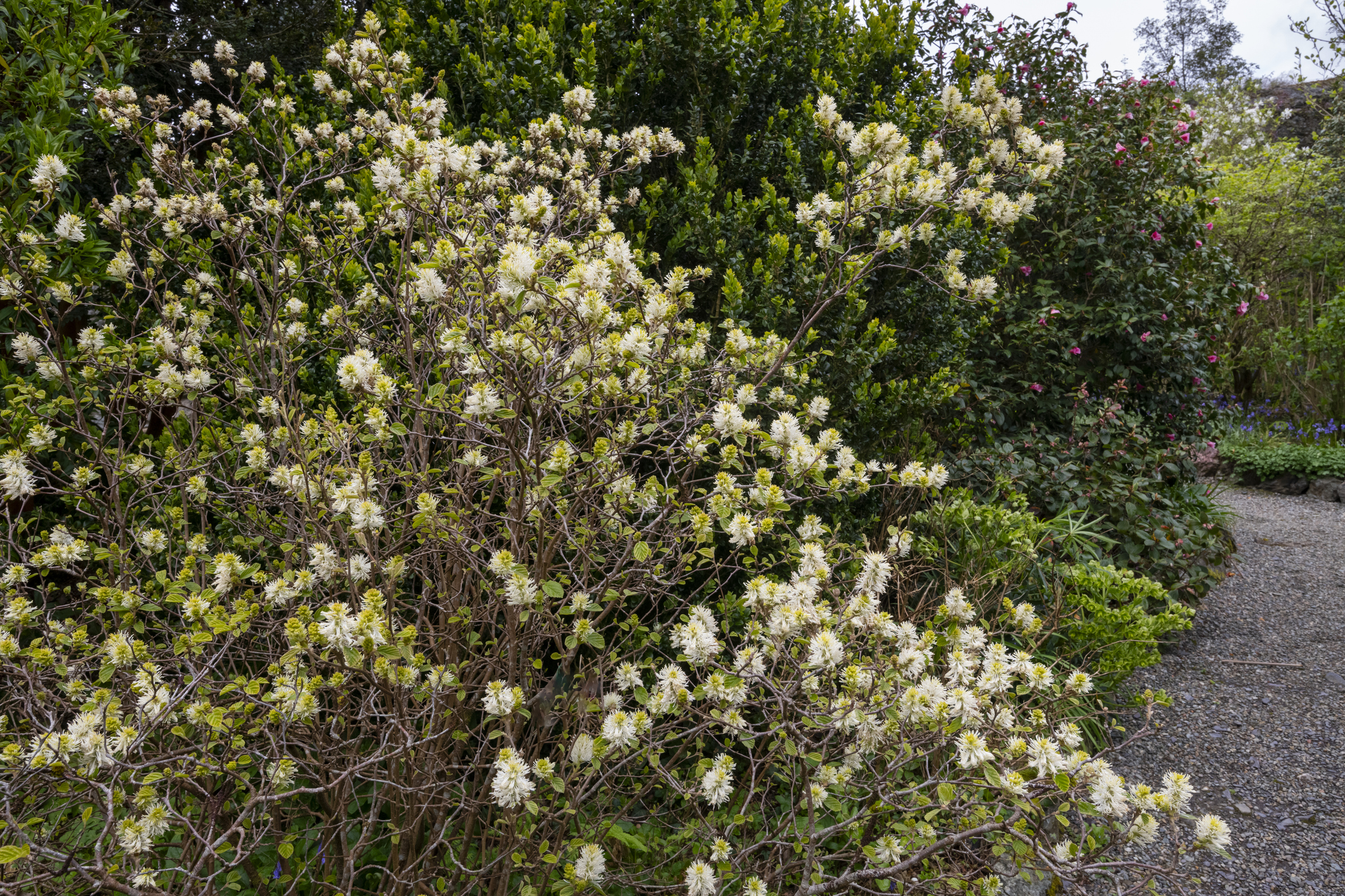 A fothergilla shrub with fluffy white flower heads