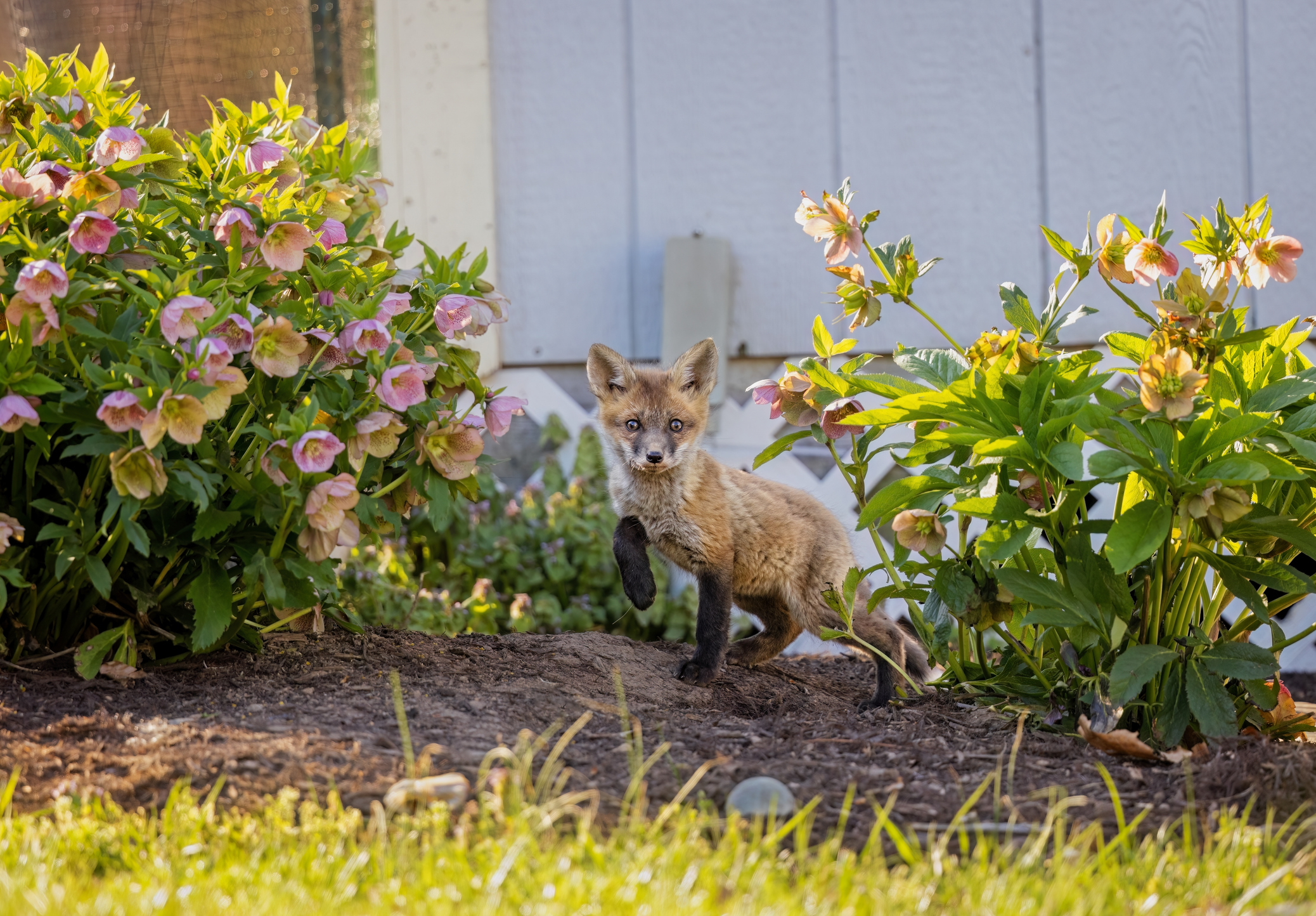 A baby red fox kit explores the garden outside of its den.