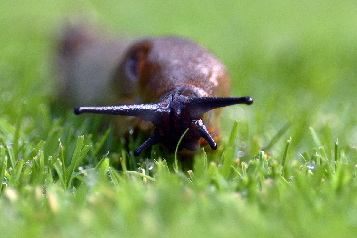 A slug moving through green grass.