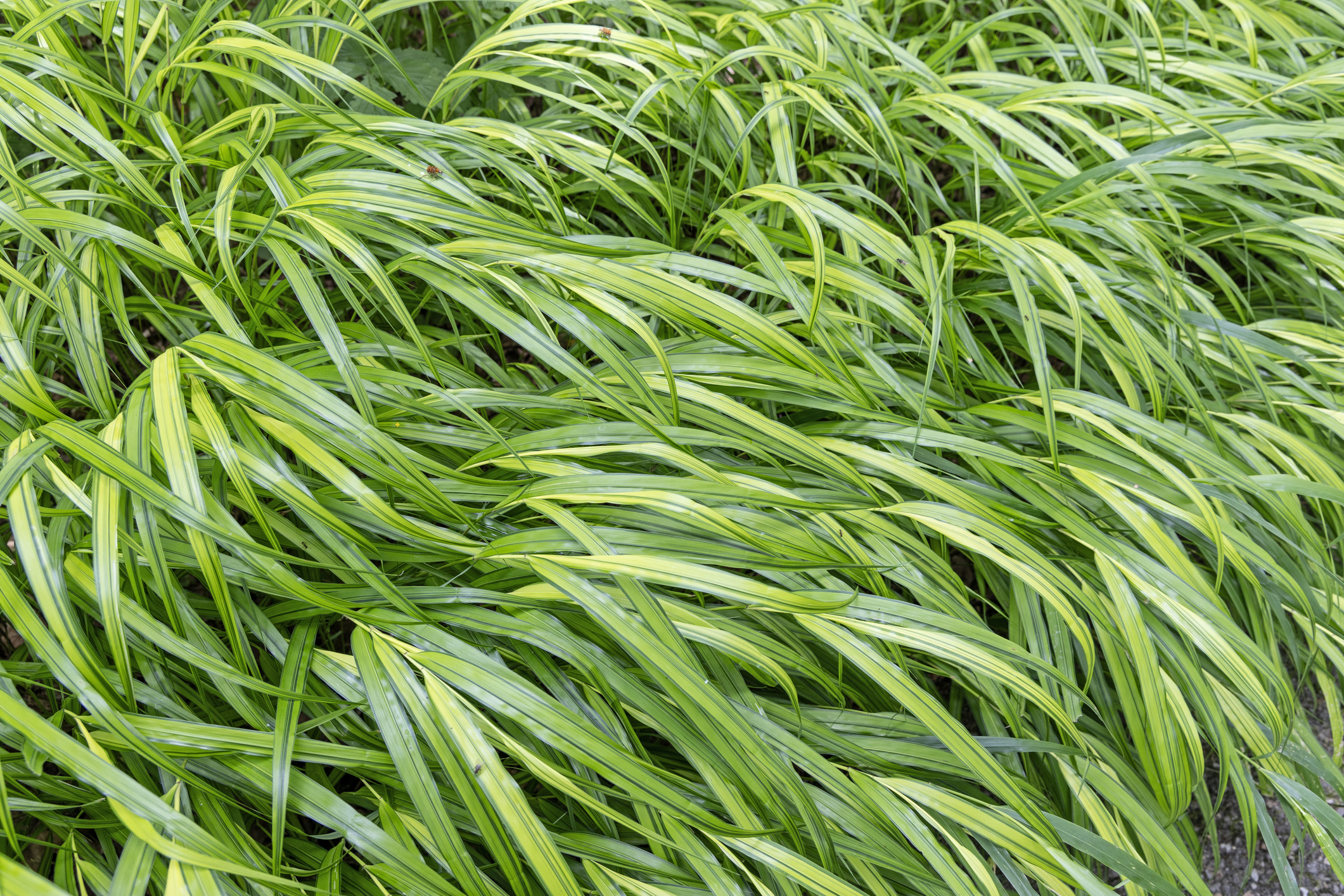 Gull frame of green Hakone grass.
