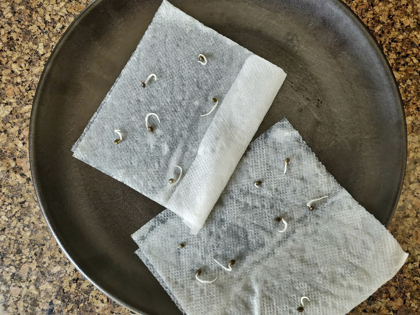 Seeds growing in homemade seed tape made from toilet paper.