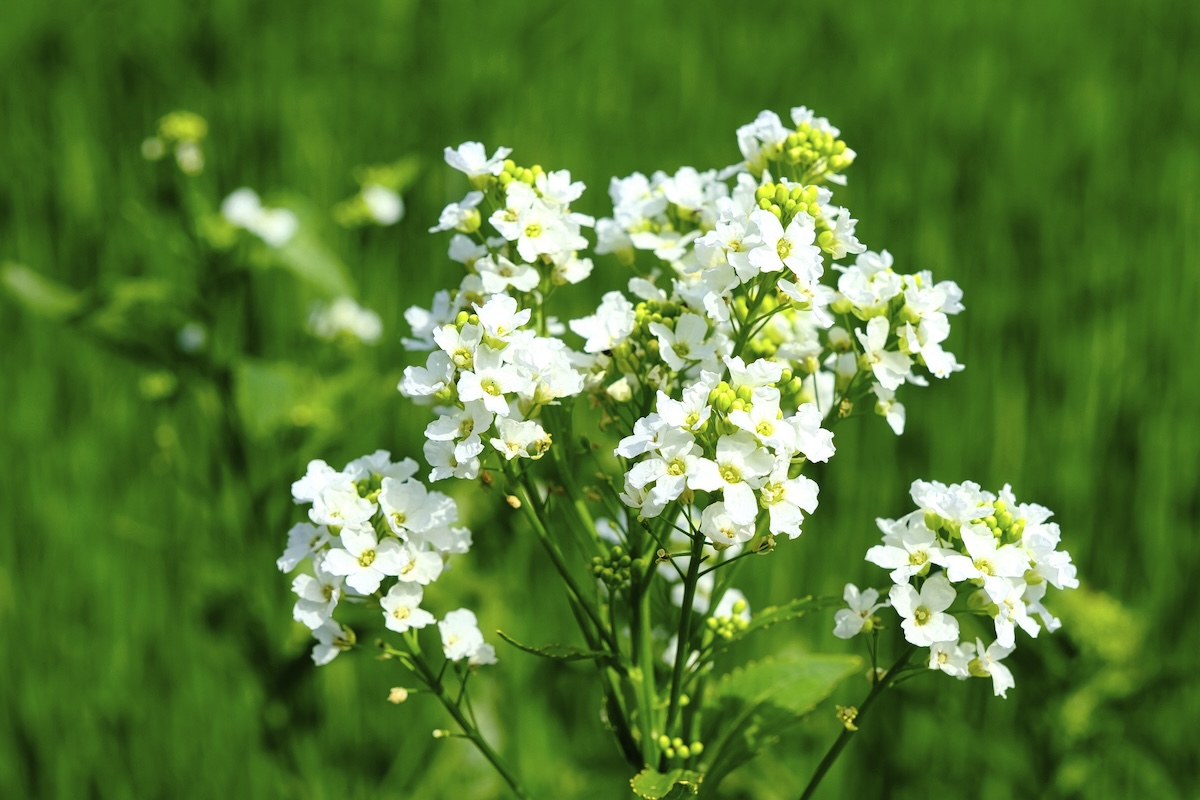 A horseradish plant with small white flowers blooming from it.