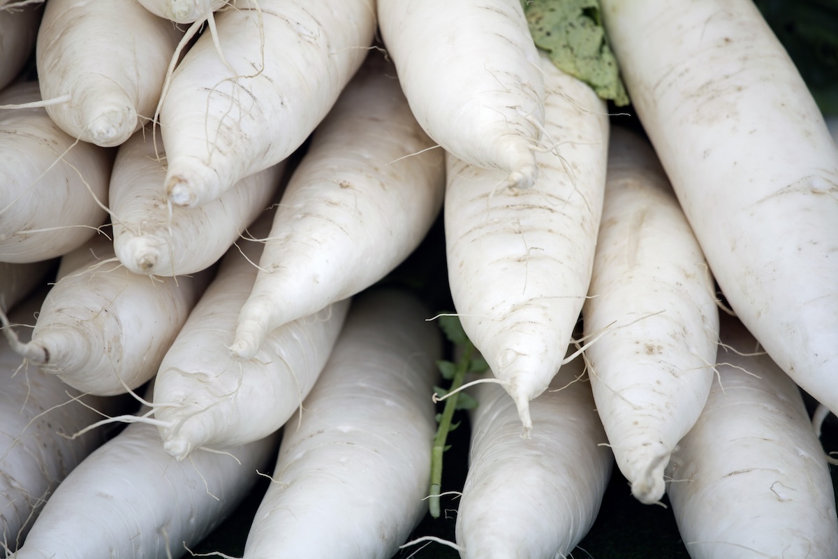 The white roots of a horseradish plant.