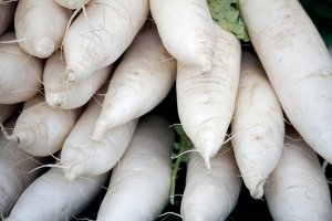 The white roots of a horseradish plant.