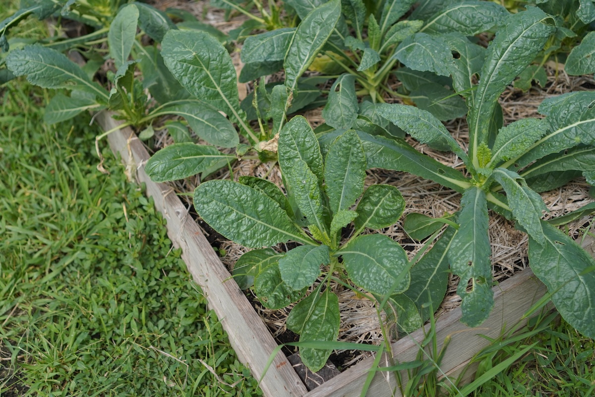 A small plot from a garden growing horseradish plants.