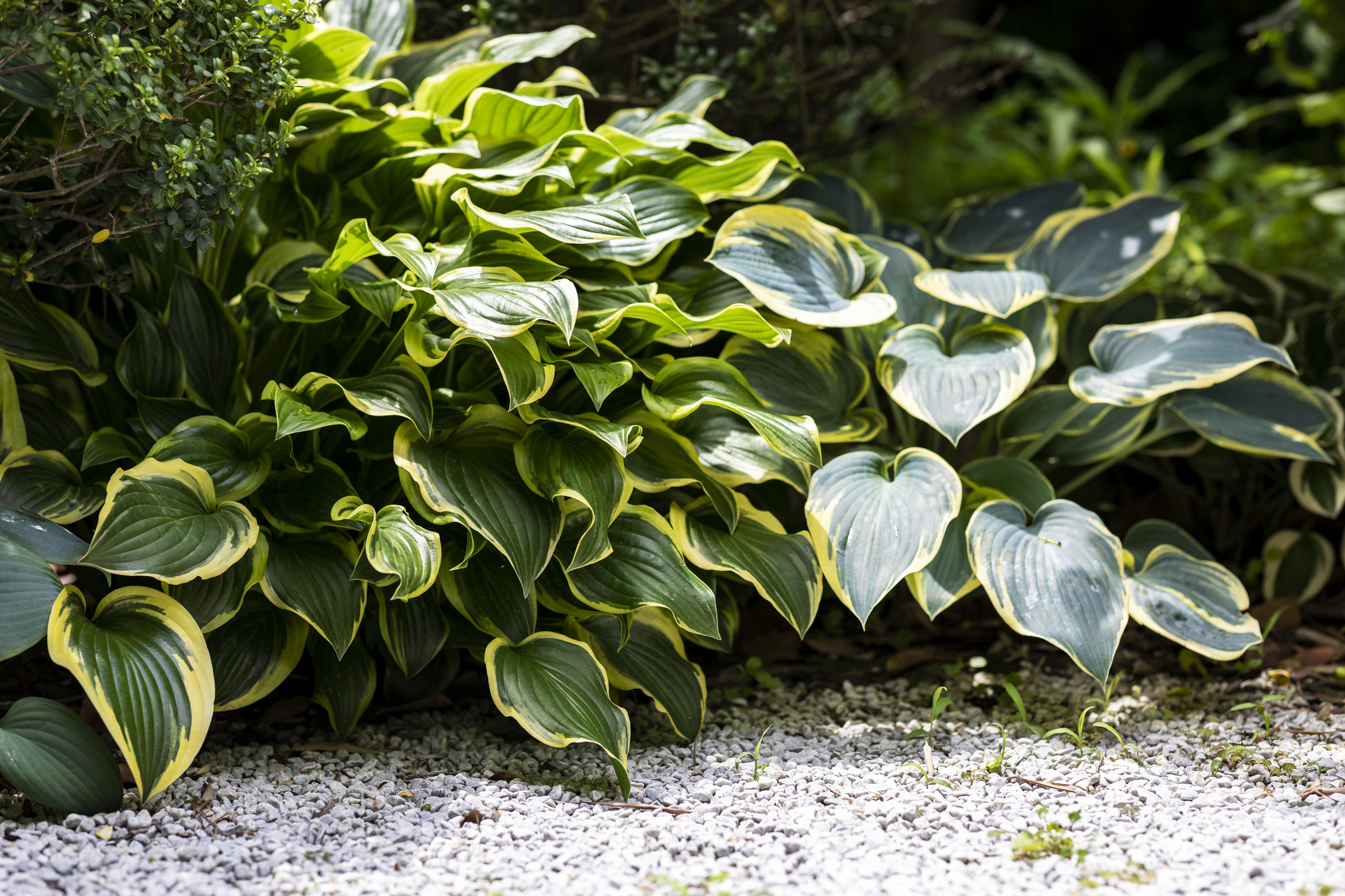 Green hosta plants growing in the garden.