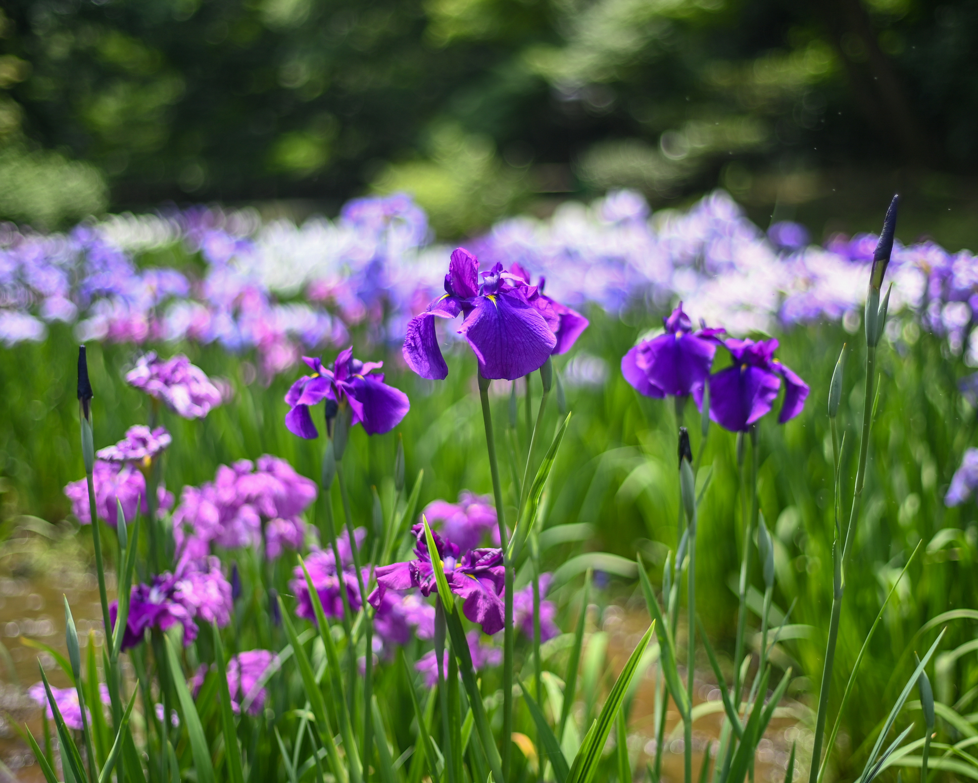 Different shades of purple irises in a field.