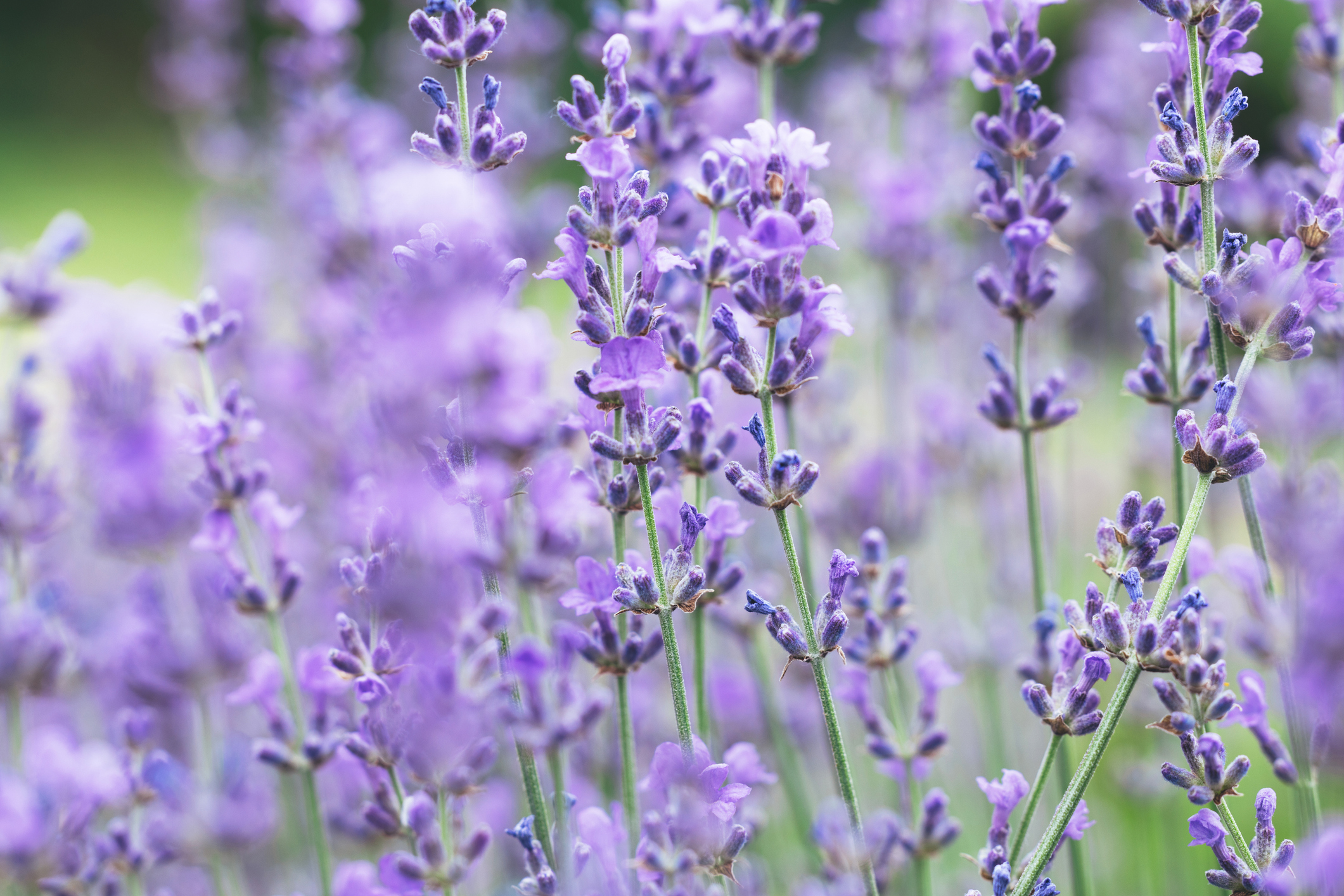 Beautiful purple lavender plant on defocused blurred background