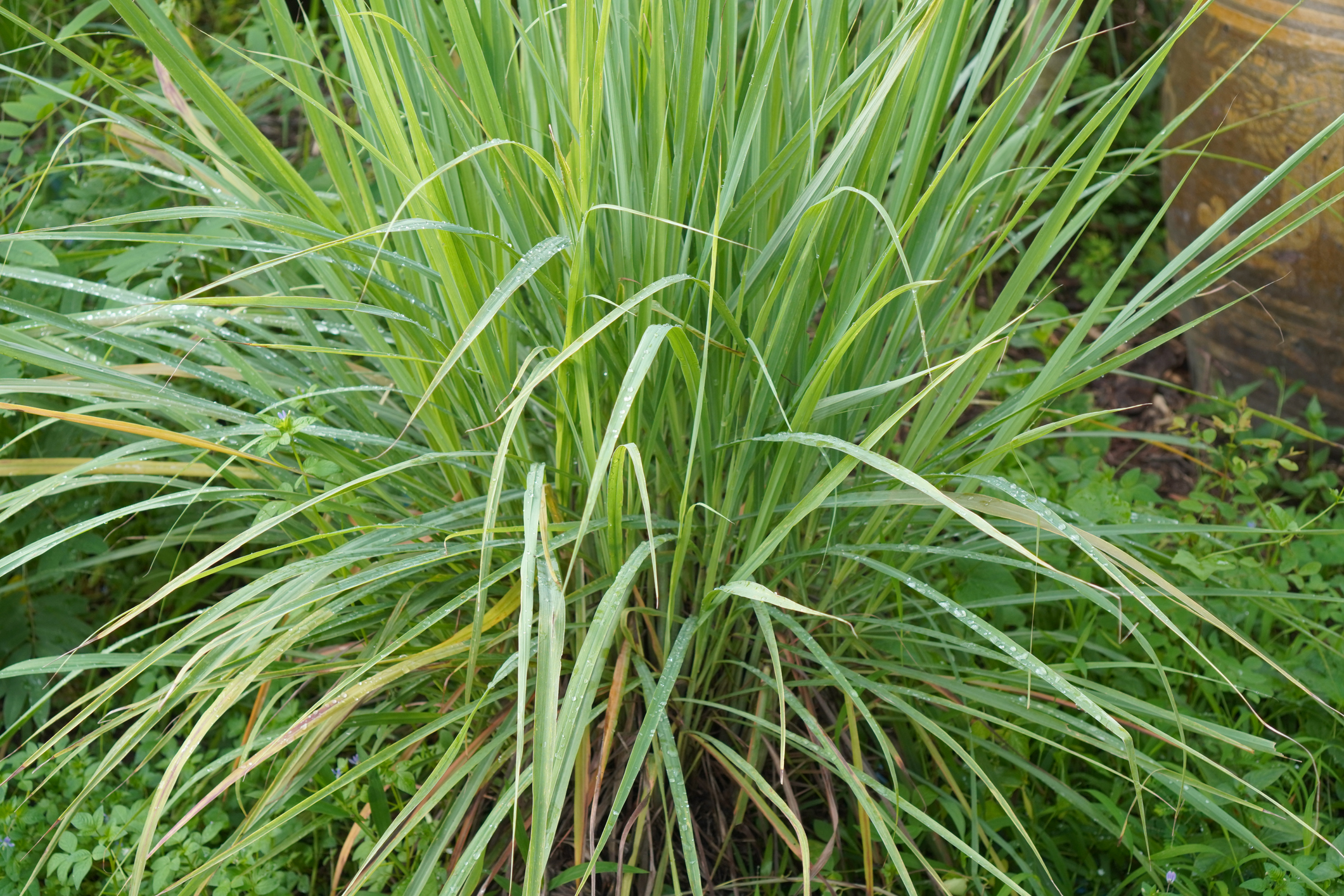 Closeup of green lemongrass plant
