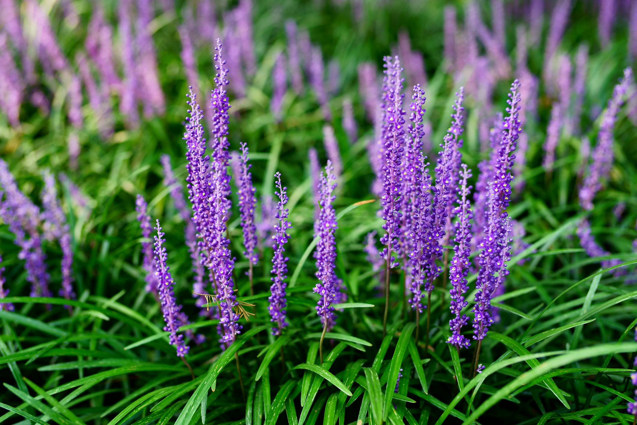 Purple liriope plant