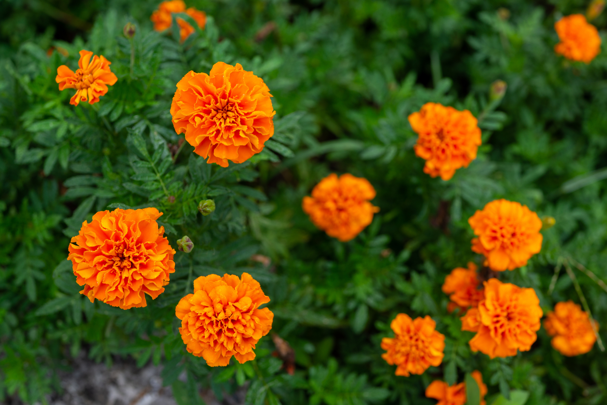 Closeup of orange marigold flowers