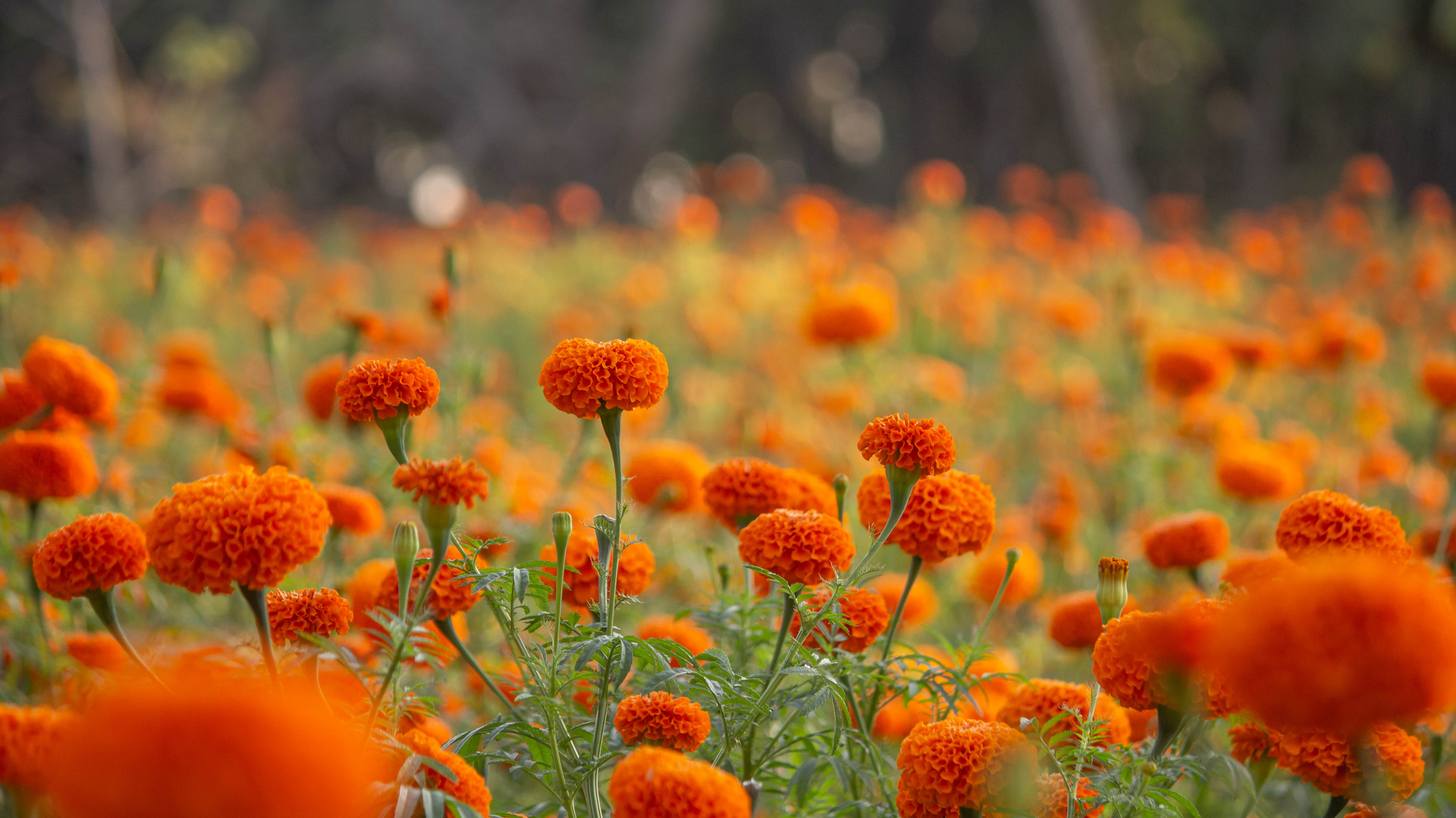 Field of orange marigolds