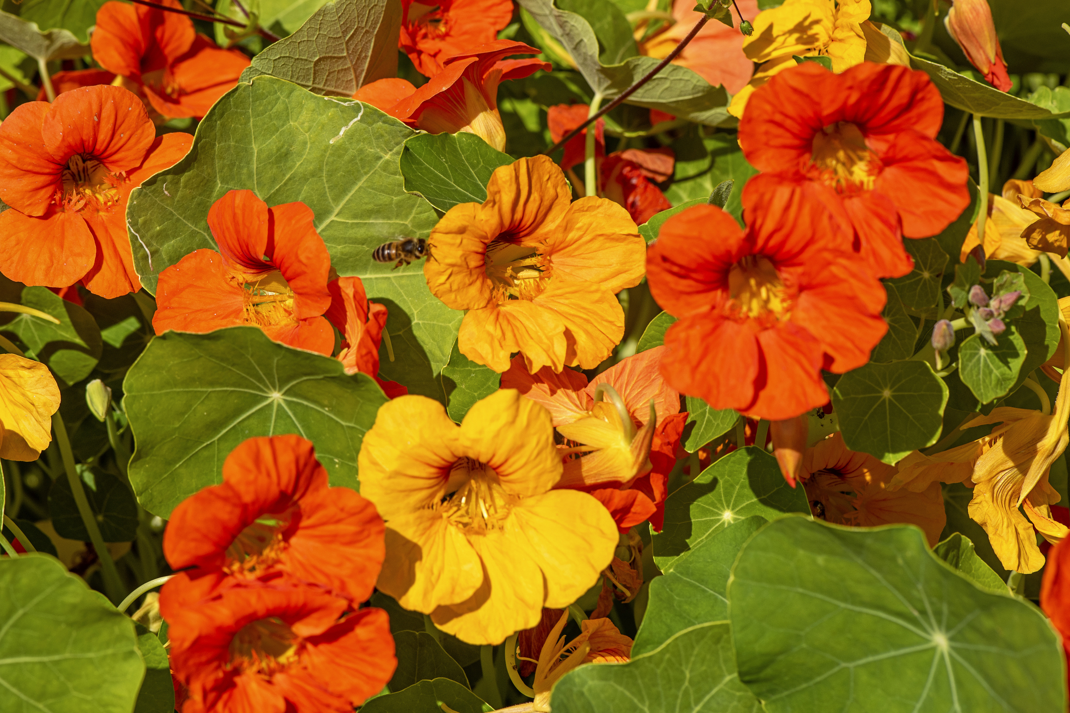 Orange and yellow nasturtium flowers