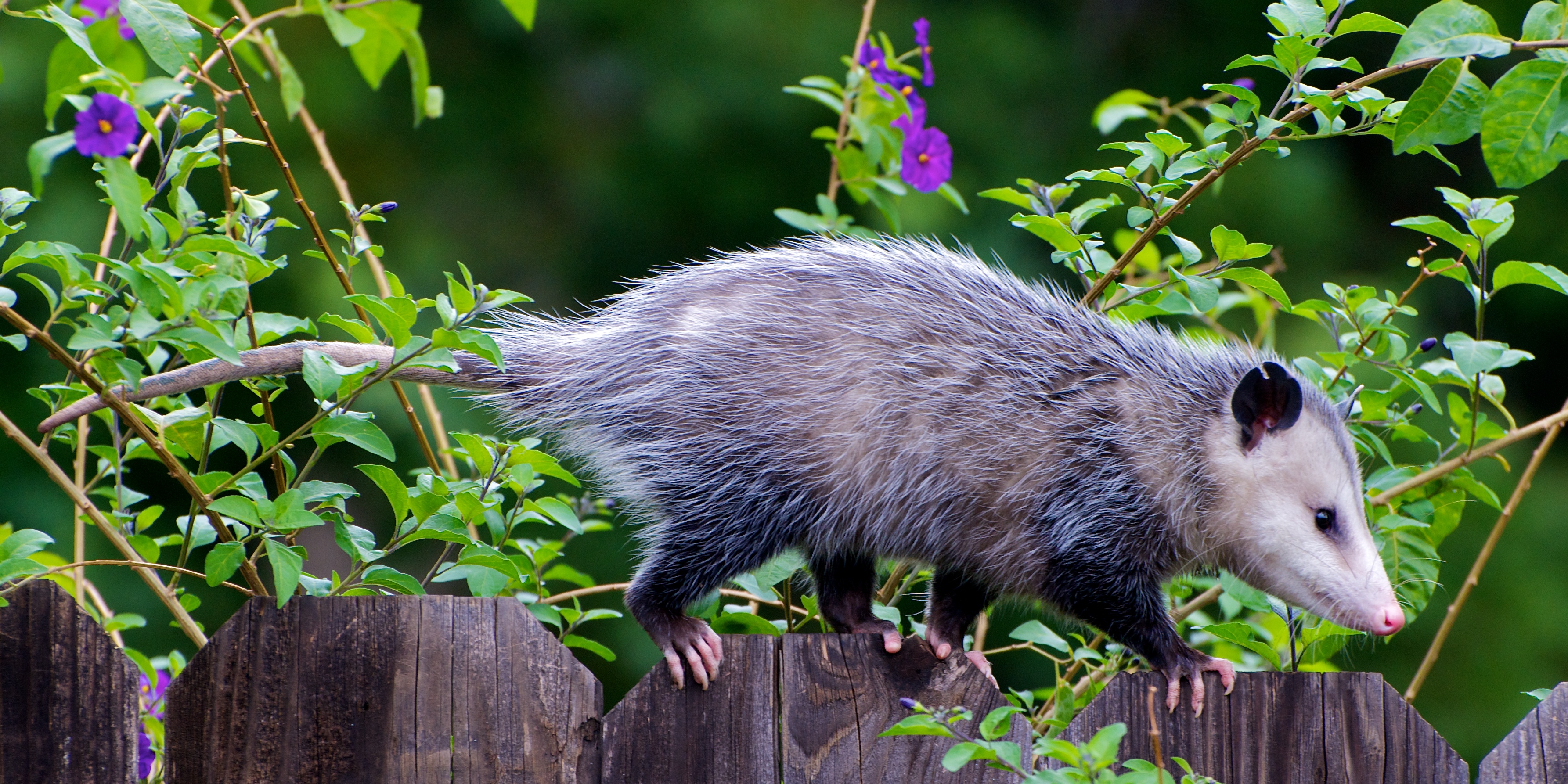 Closeup of opossum walking along a fence.