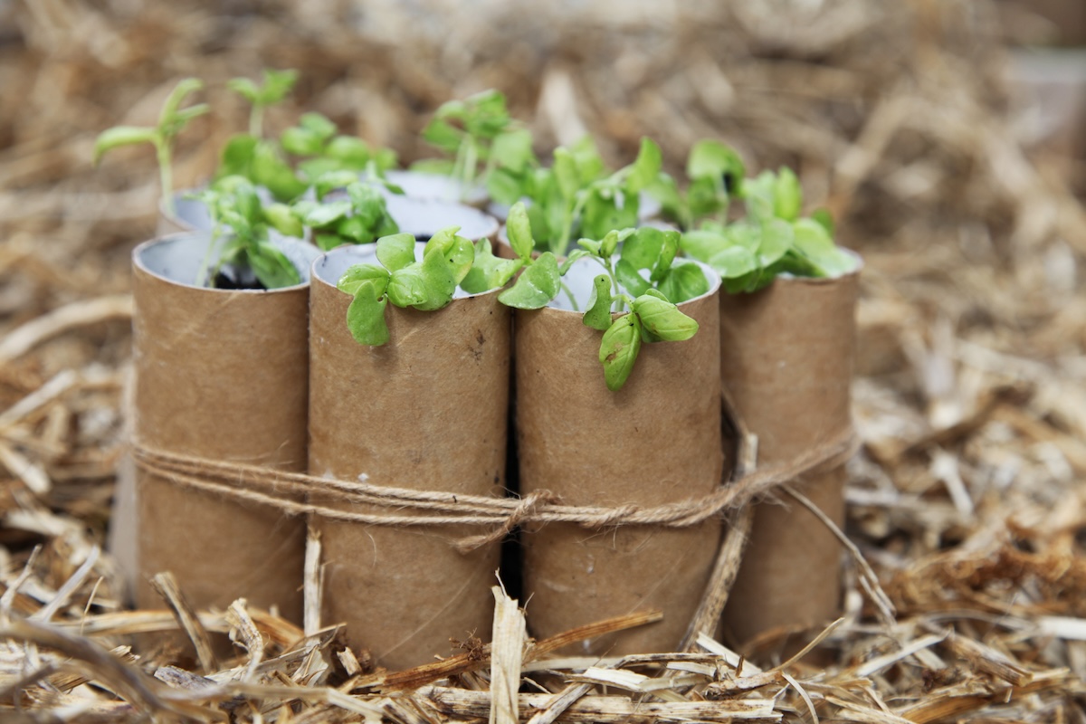 Paper towels cut and repurposed as pots for small plants.