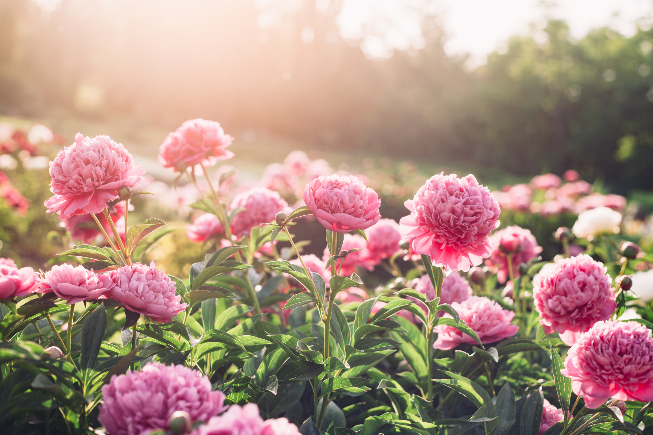 Beautiful pink peony flowers in the summer garden on a sunny day.
