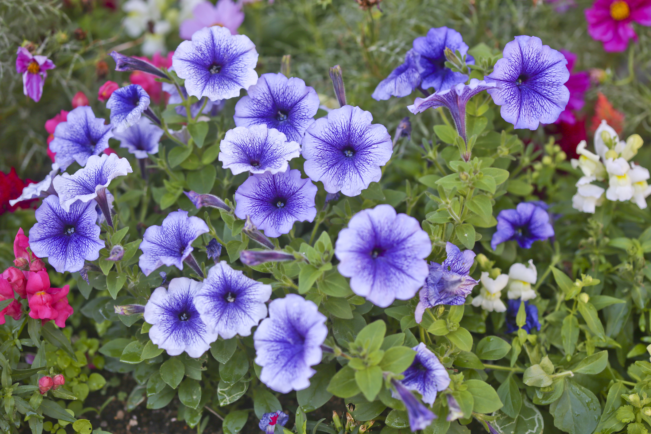 Purple petunia flowers outside
