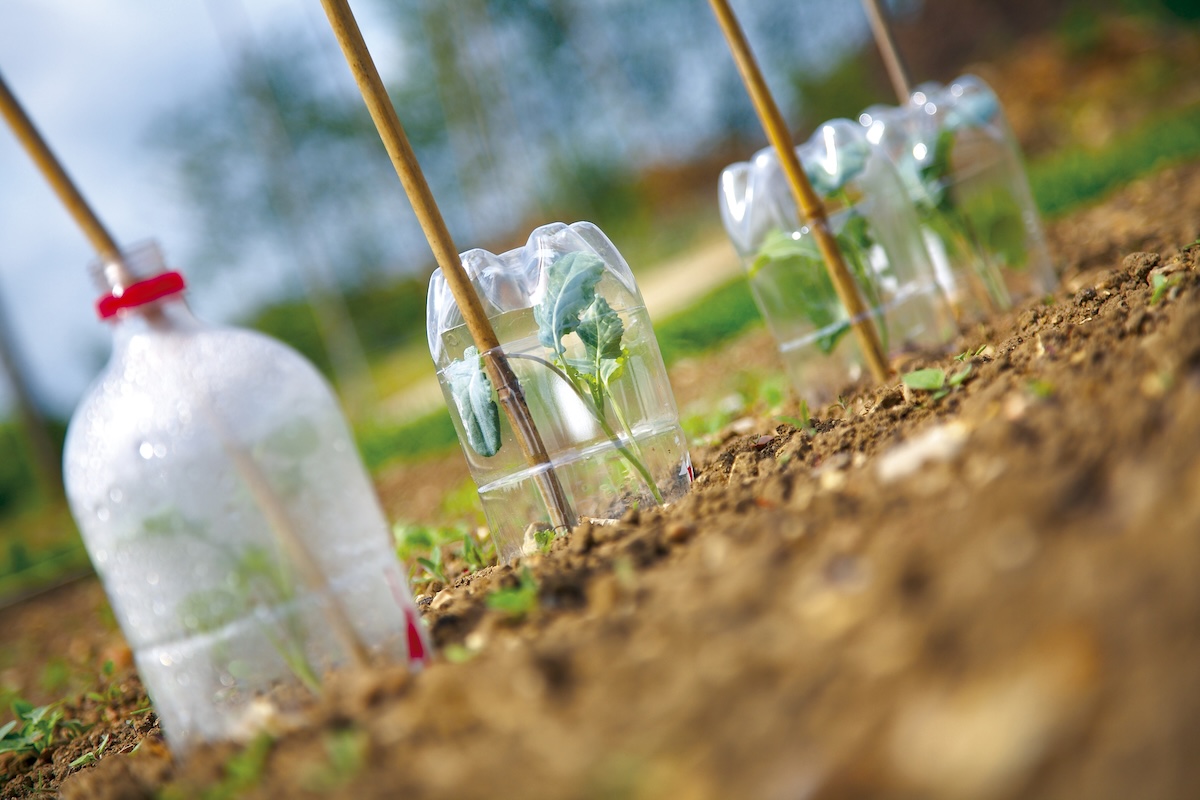 Plant seedlings under plastic drink bottles used as cloches, held in place by wood sticks.