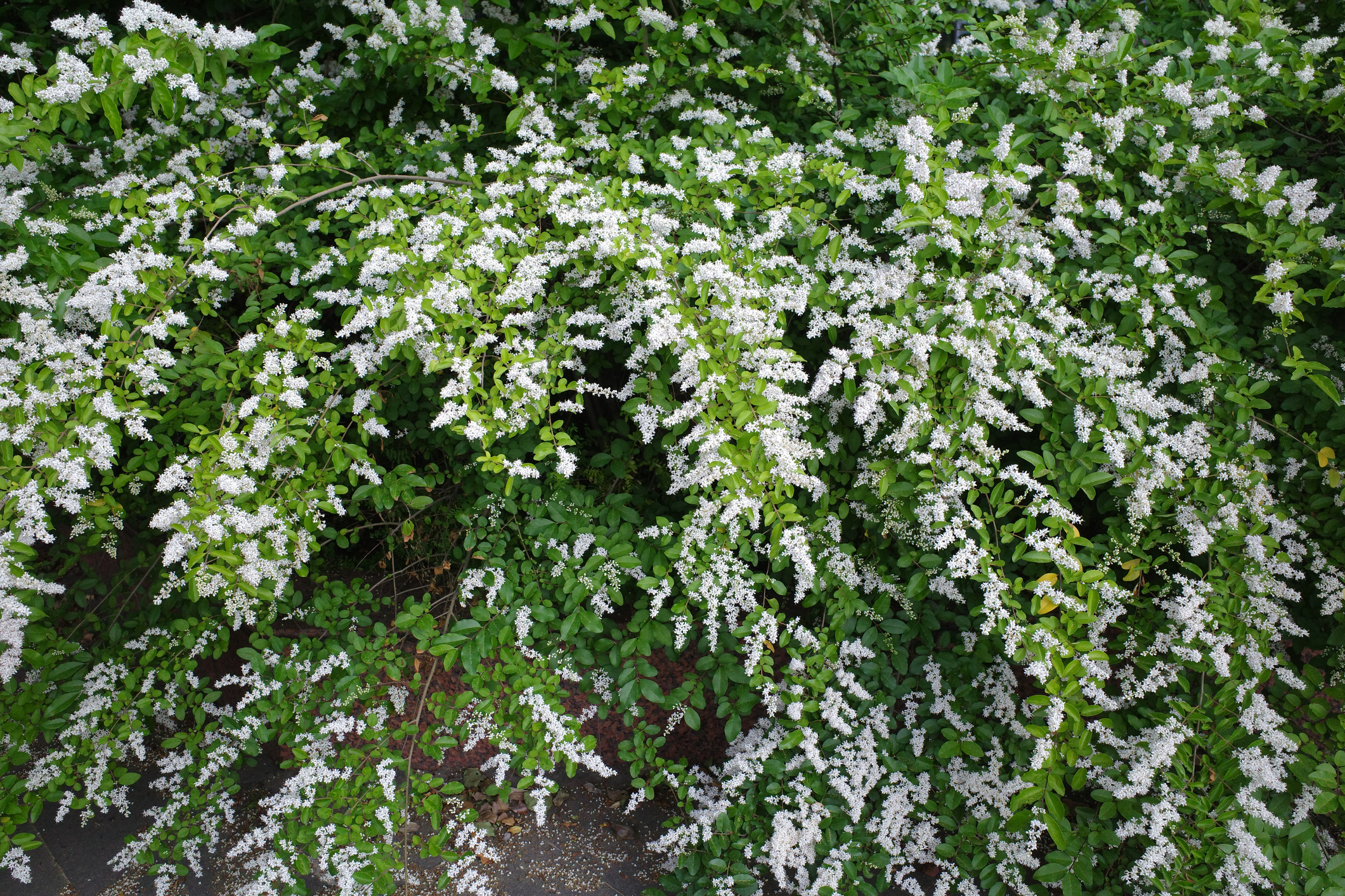 Privet in bloom with small white flowers