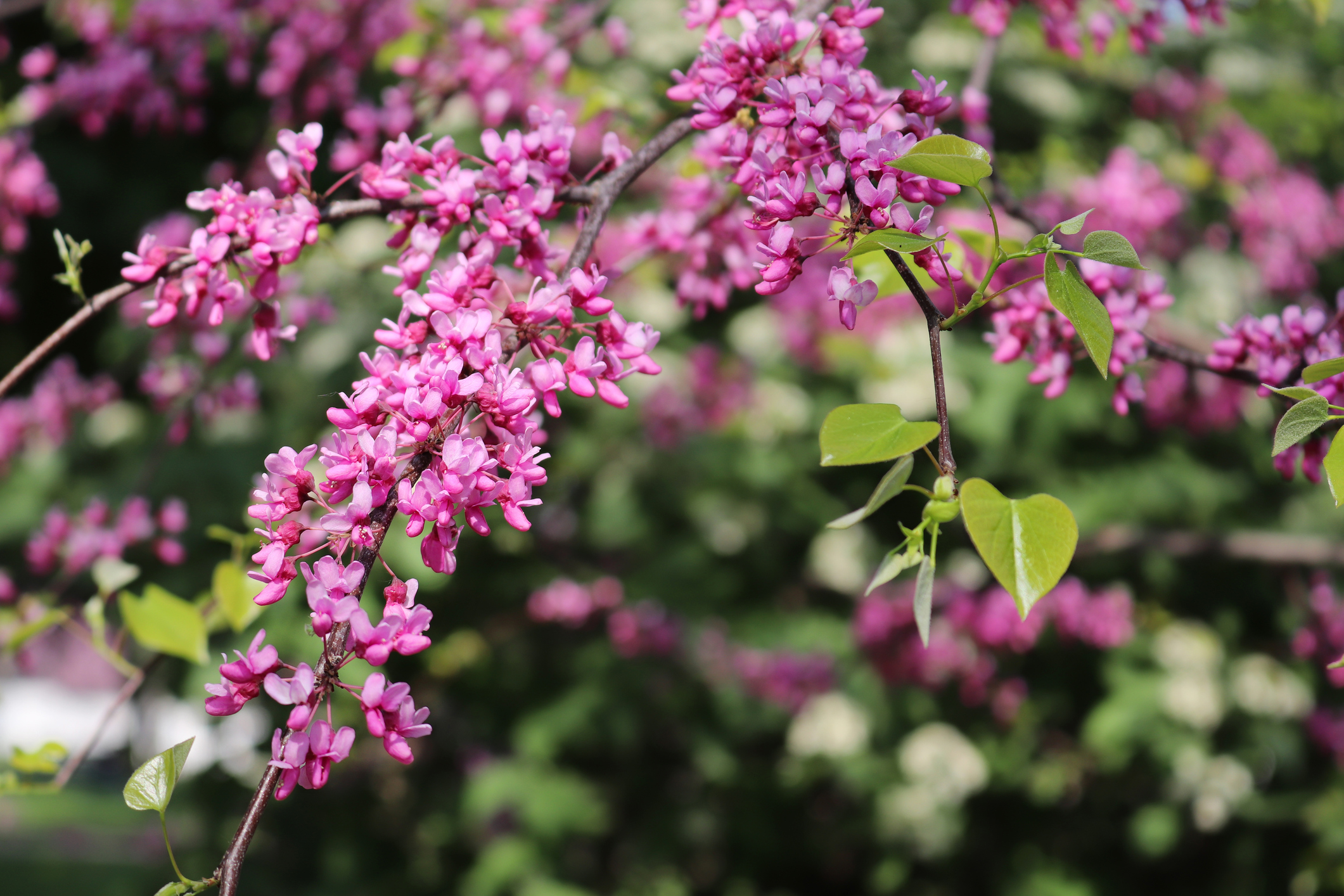 Delightful new pink blooms of Redbud tree (Cercis canadensis).