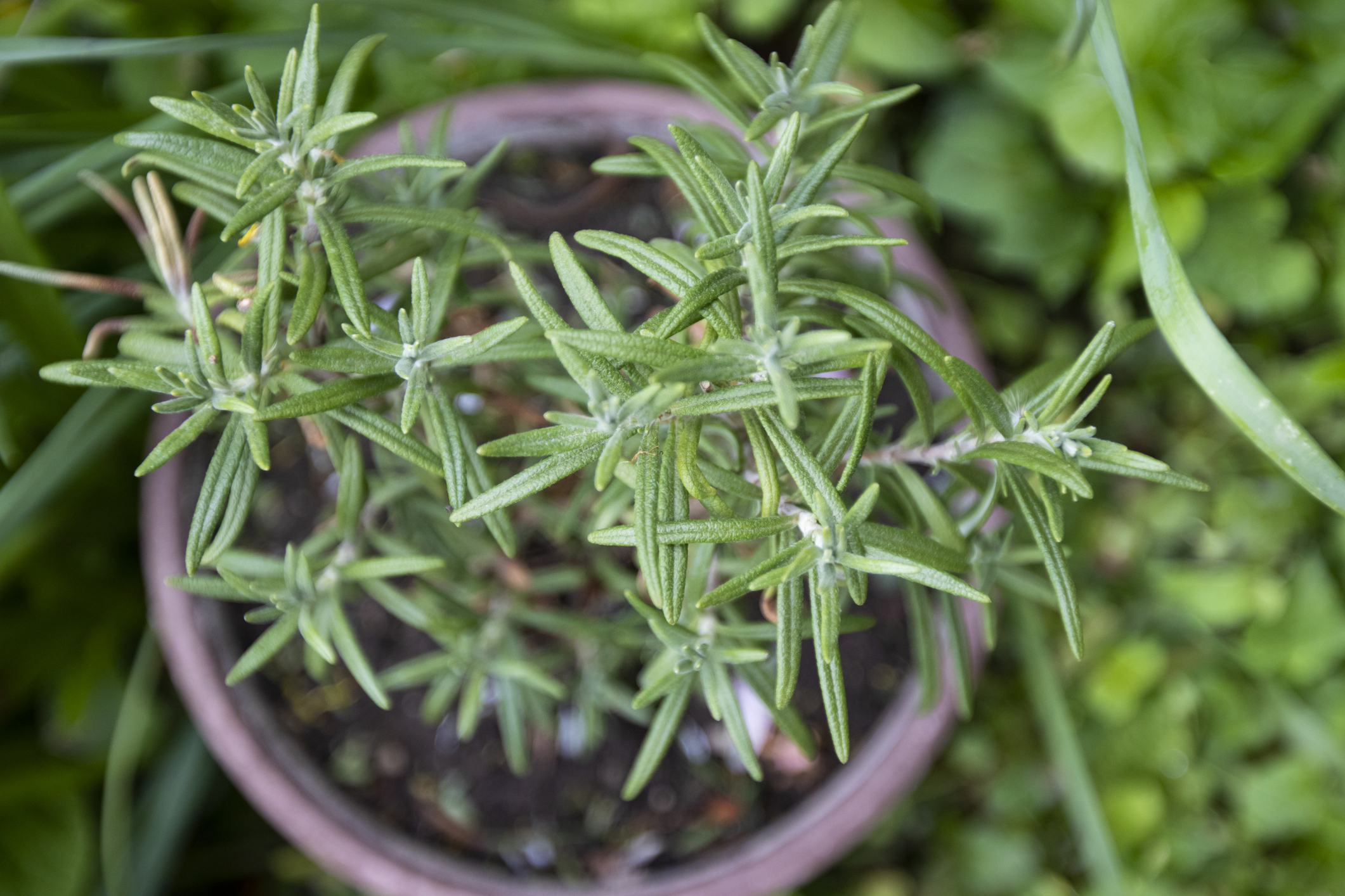 Top view of rosemary plant growing outdoors in a pot