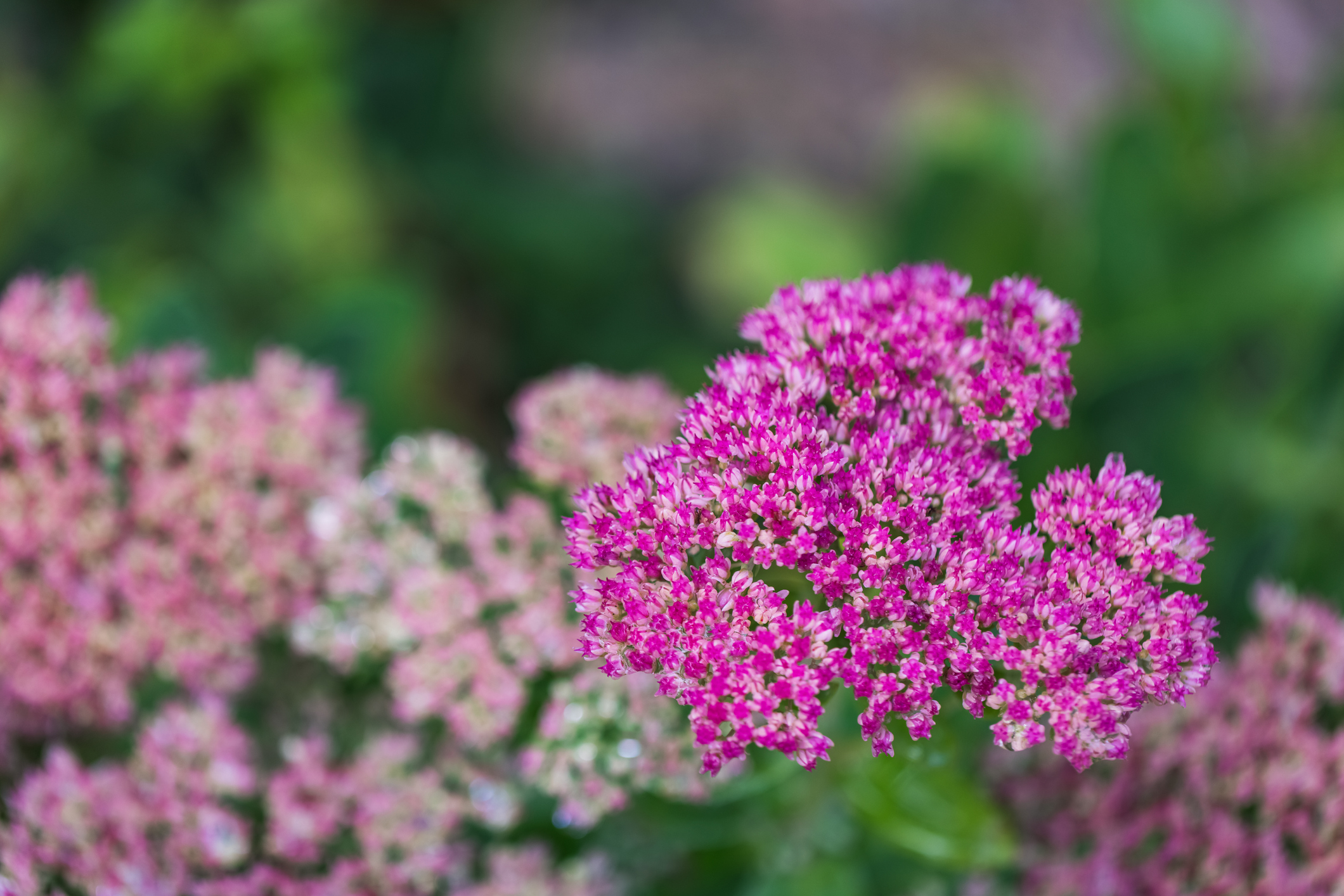 Light pink and hot pink sedum flowers.