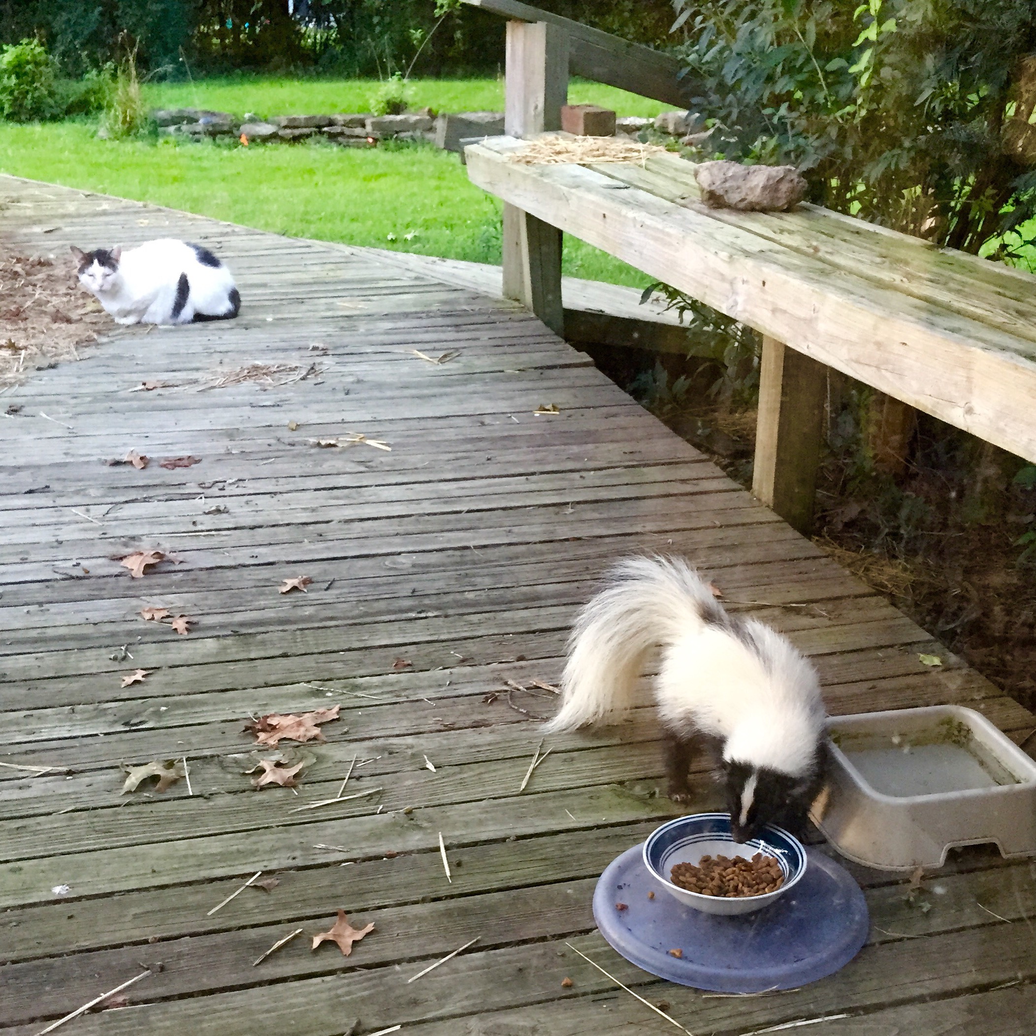 Skunk eating from pet food bowl and kitten watching from a distance.
