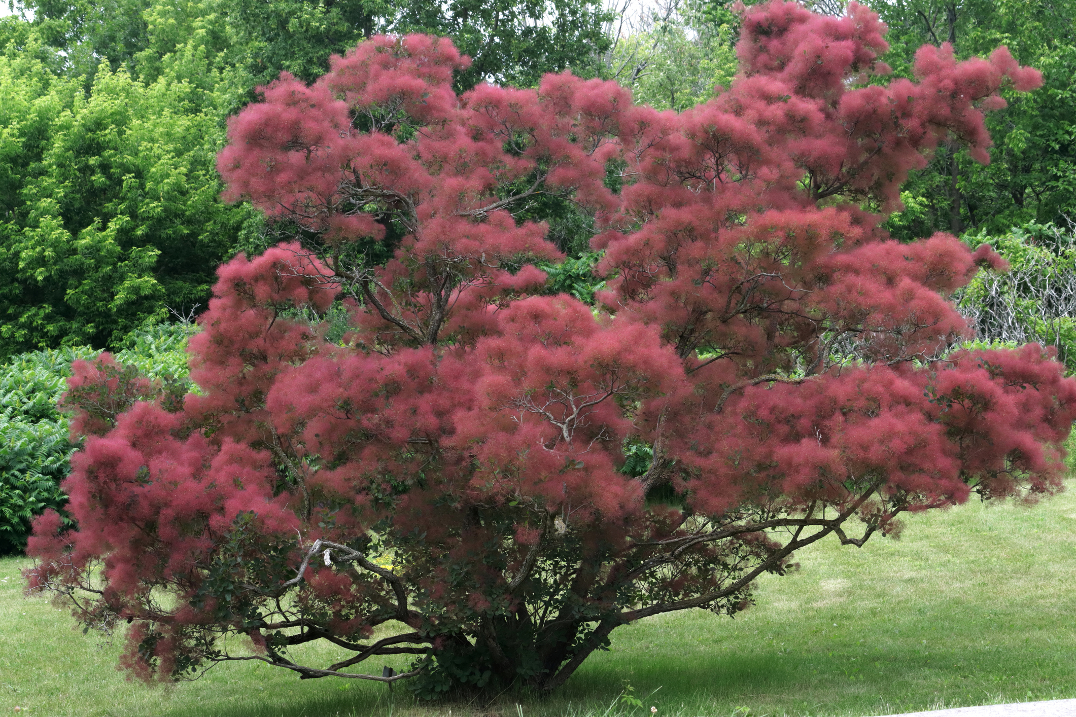 A view of a reddish/pinkish Smoke Tree (Continus coggygria).
