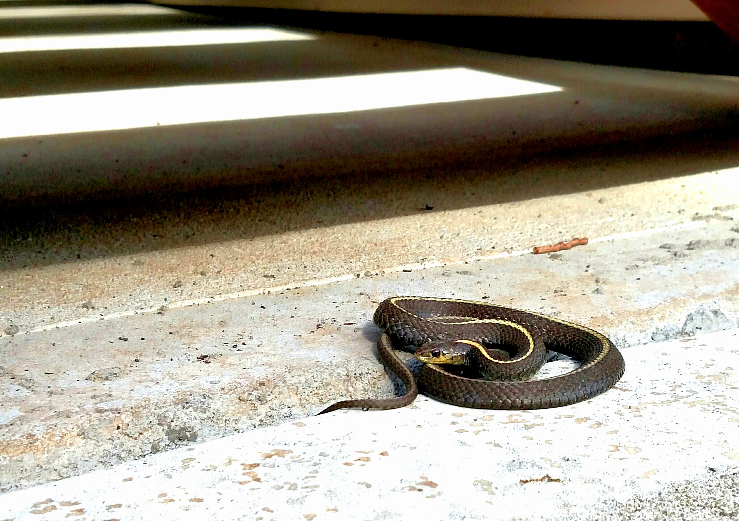 Black snake on a concrete driveway.