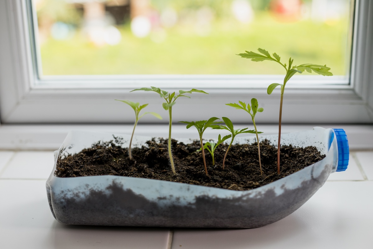 A soda bottle recycled into a small planter.