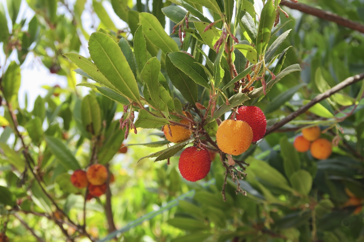 Strawberry Tree blooming small fruit.