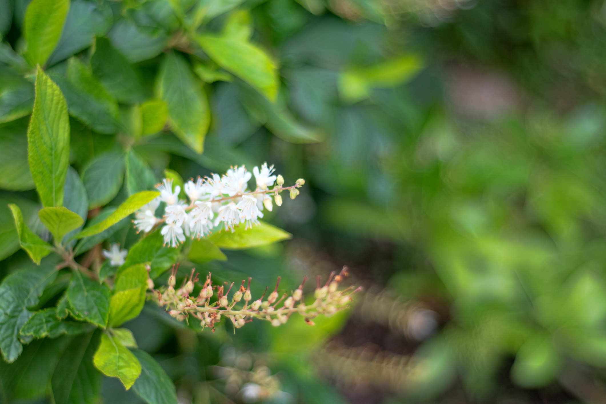 White summersweet flowers on a blurred green leaf background