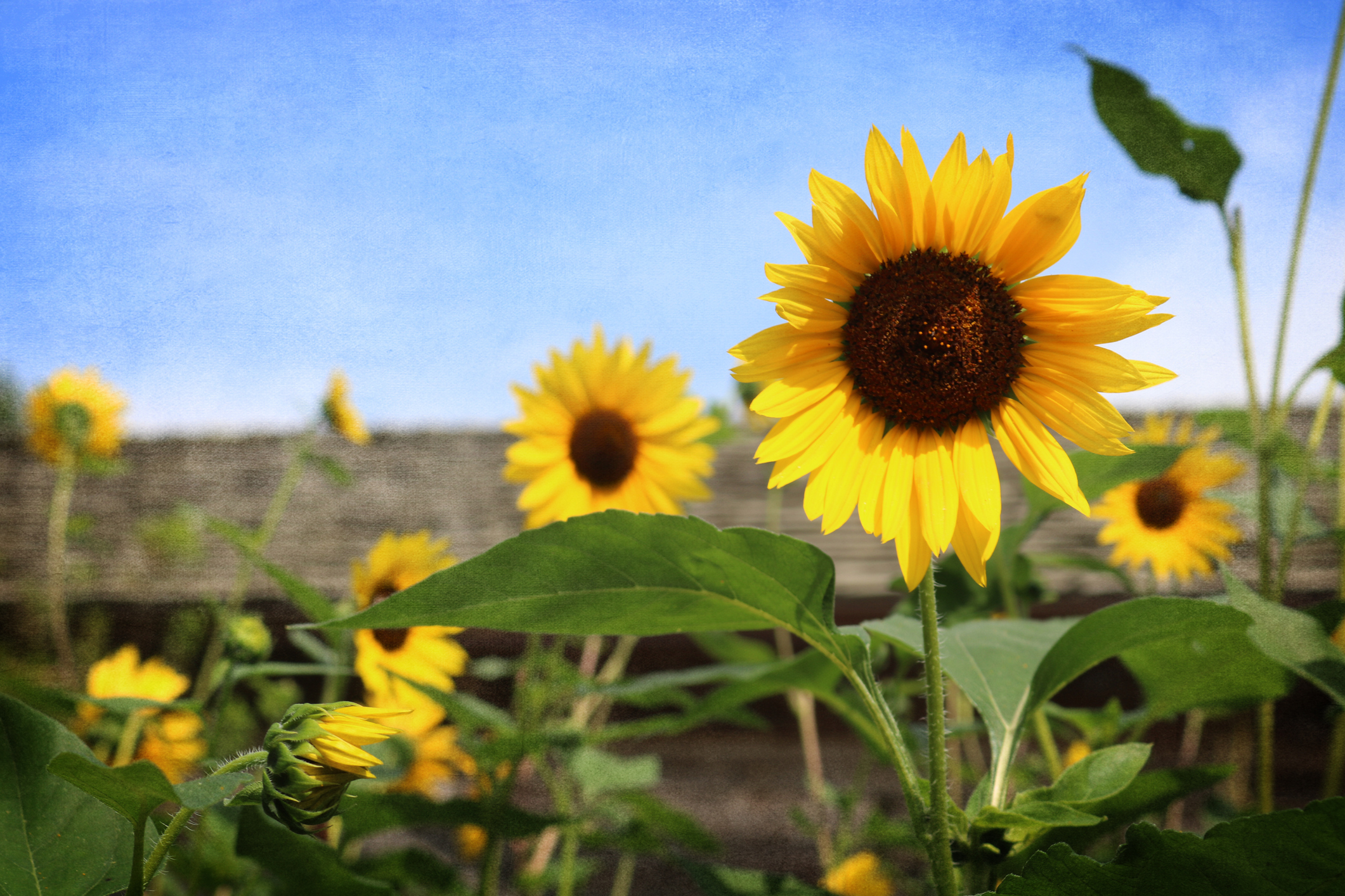 Yellow blooming sunflowers in front of a house and bright blue sky in background.