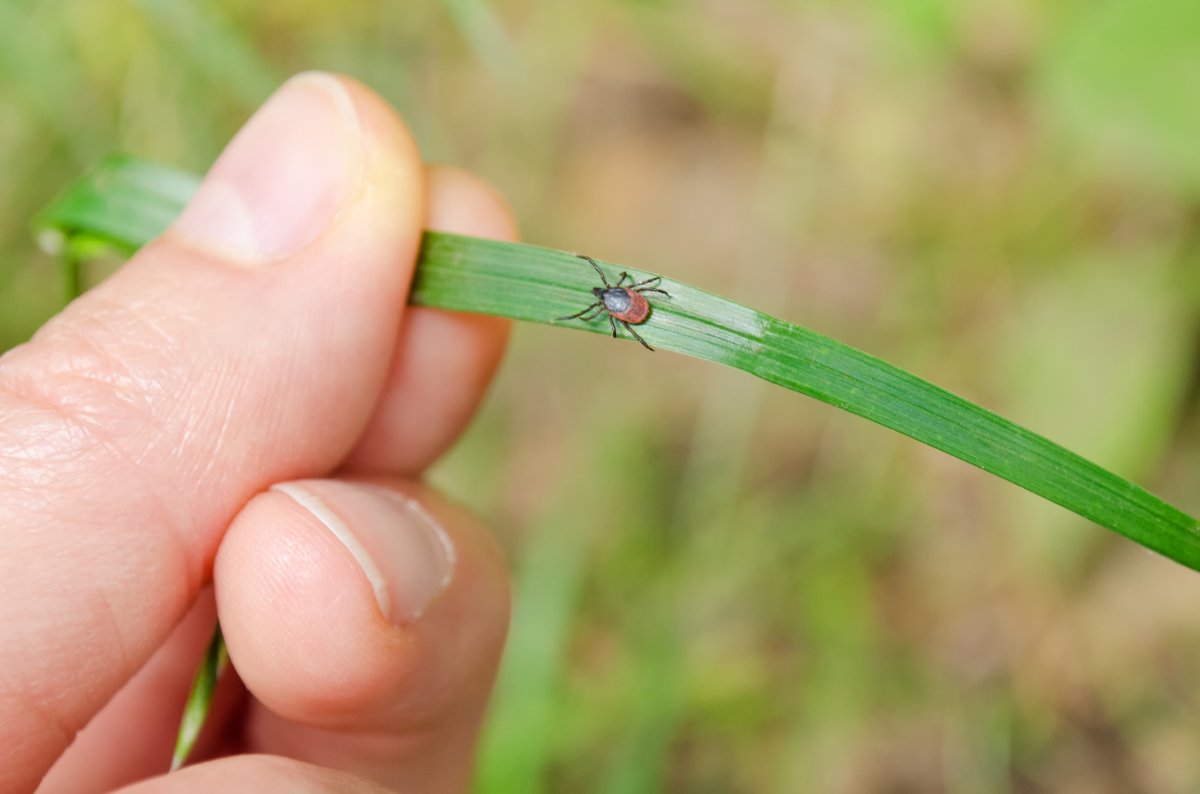 Tick walking on a piece of grass being held by a human hand.