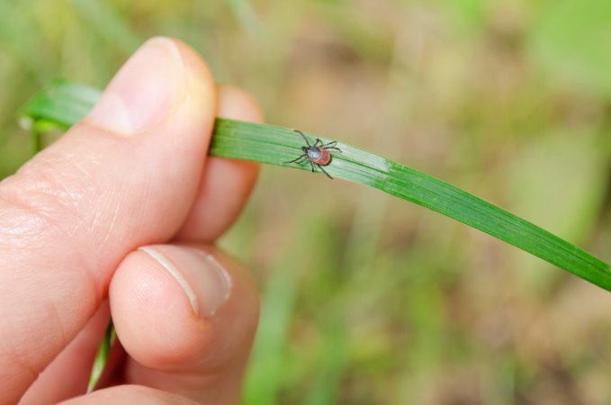 Tick walking on a piece of grass being held by a human hand.