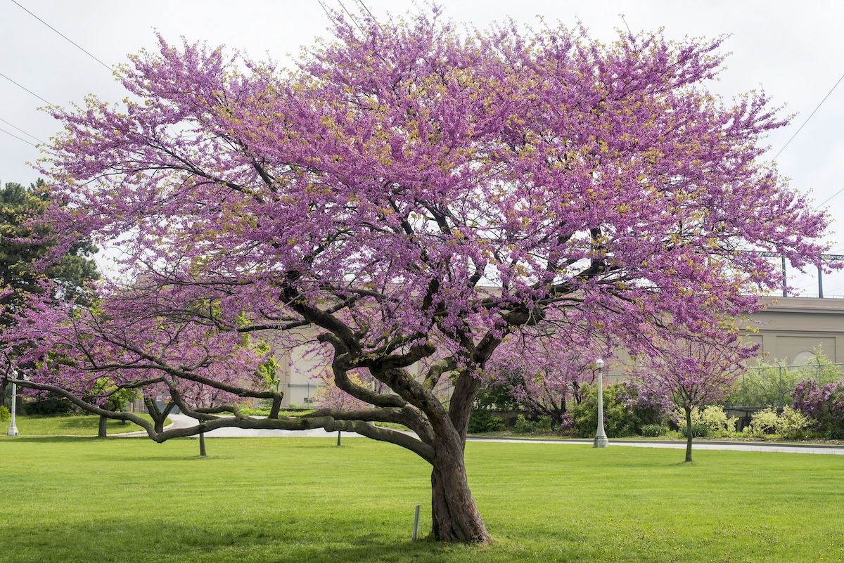Western Redbud (Cercis occidentalis)