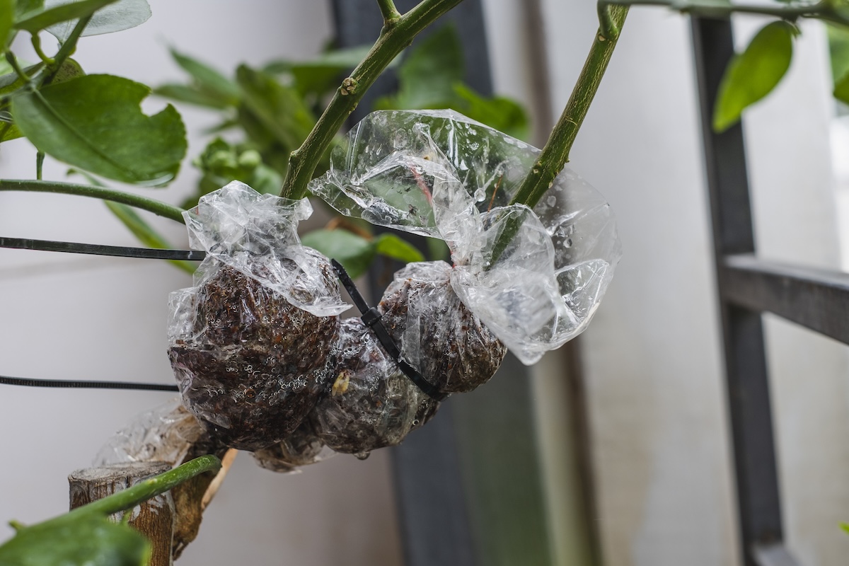 A fruit plant covered in a plastic bag to protect from insects.