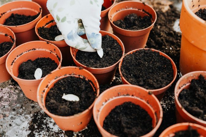 Person Holding a White Seed Putting it on a Pot with Soil