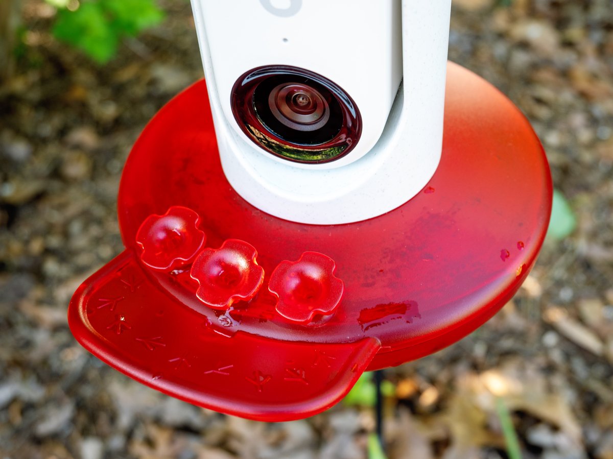 Bird Buddy Hummingbird Feeder Pro close-up