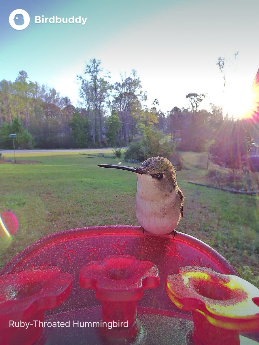 Bird Buddy Hummingbird Feeder Pro_Female